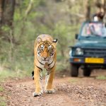 What Makes People Prefer the Wild Life Safari?